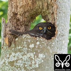 抱卵中のアオバズク。何年か前にアカショウビンが繁殖していたヤエヤマヤシが折れた跡地での繁殖。