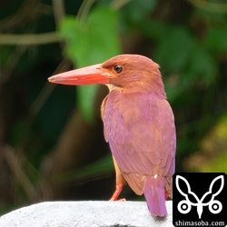 近所のアカショウビン。こちらも子育て中。カタグロトビとツミが繁殖する、すぐ近くで繁殖しています。