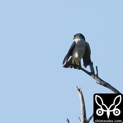 上のツミのパートナー。もしかするともう1ペアが同じ林で繁殖しているかもしれません。
