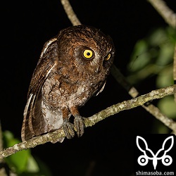 オオクイナの近くにいたリュウキュウコノハズクのオス。
