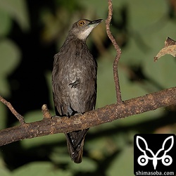 オオクイナ幼鳥。ほんの少しだけ成鳥羽が出ています。