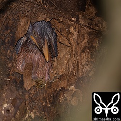 近所のアカショウビンの巣。ヒナの様子からして、あと1週間ほどで巣立つと思われます。