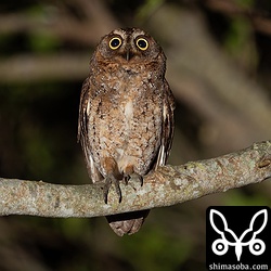 近所のリュウキュウコノハズクのオス。集落内で繁殖しています。