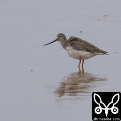 ソリハシシギもまだいました。
