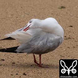 尾羽は真っ白。そしてやはり擦れています。