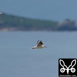 左上のコアジサシと大きさ比べ。