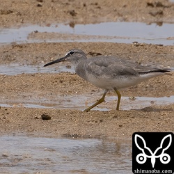 キアシシギは若い個体が複数滞在。