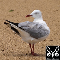 くちばしと足の赤色と白い虹彩が印象的でした。