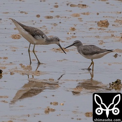 アオアシシギも複数が越夏中。