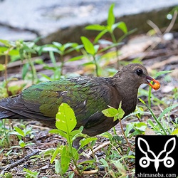 キンバトが食っているのはヤンバルアカメガシワの実。エサをしばらくとっては茂みに入っていたので繁殖していると思われます。