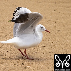 ギンカモメの翼下面や脇はこんな感じ。