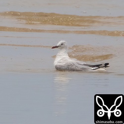 水浴びするギンカモメ。