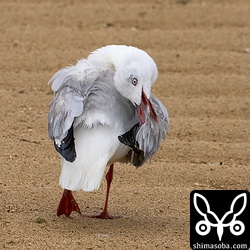 左足を少し痛めているようで浮かし気味にしていました。