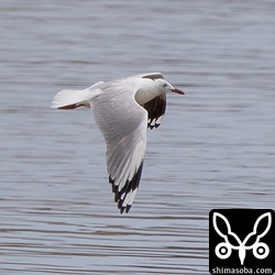 ギンカモメ飛翔。翼をたたき下ろしたところ。