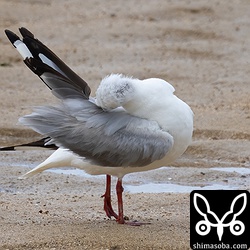 一生懸命羽繕いしています。