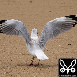 翼を広げたギンカモメ。後ろ姿から初列風切のミラーなどを確認。