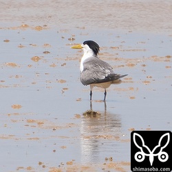 オオアジサシは一時いよりは数を減らしていますが、まだ残っています。繁殖に参加しない個体なのでしょうか。