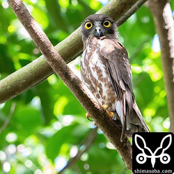 こちらはメス親。