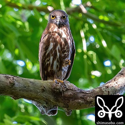 巣立ったヒナたちのオス親。