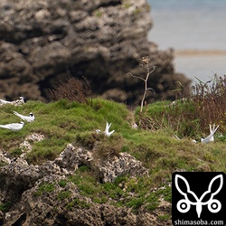 抱卵中のエリグロアジサシたち。見えてるだけで10ペアほどが抱卵中。