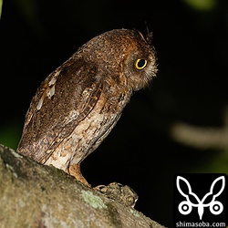 リュウキュウコノハズクは5巣を観察中。リュウキュウコノハズクは毎年、繁殖成績がいいです。この個体はヒナのいる樹洞を見つめています。まもなく巣立ちですね。ここは `昨年、2羽が巣立ち <https://shimasoba.com/blog/1636/>`_ ました。