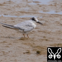 コアジサシ冬羽。なんかボロボロでした。