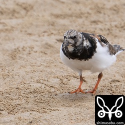 キョウジョシギ成鳥。