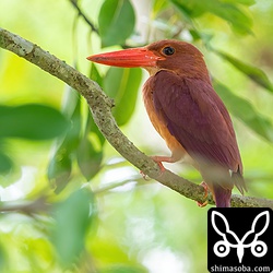 巣の前で見張に立つアカショウビン。この翌日に巣立ちました。このアカショウビンが繁殖しているポイントは ツミが子育て中なのとカタグロトビは巣立ったヒナ3羽とその親鳥2羽がうろうろしているという危険ポイントです。