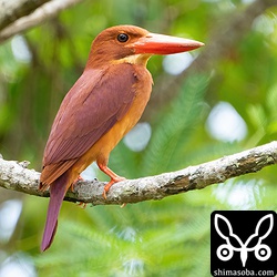 少し離れて巣を見張るアカショウビン。