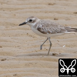 この個体は右足を負傷しているようでした。