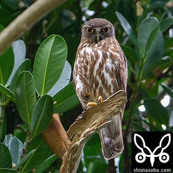 上のヒナのオス親。少し離れて見張り。