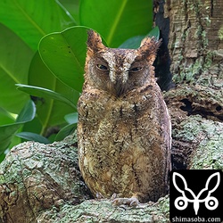 別ポイントのリュウキュウコノハズク。この日の夜に1羽が巣立ちました。