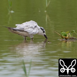 クロハラアジサシは3羽が飛来。