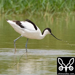 一度は姿を消したソリハシセイタカシギがふたたび舞い戻ってきました。