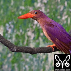 市街地近くの三面張りの水路に水浴びに来たアカショウビン。例年の水浴びポイントです。