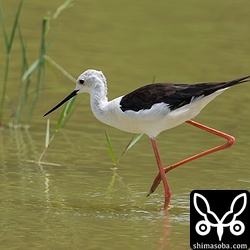 セイタカシギもソリハシセイタカシギとともにいなくなっていたのですが、こちらも戻ってきました。