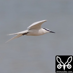 そこそこ近くを飛びました。