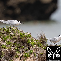 エリグロアジサシのペア。左のメスがエサをねだっていました。
