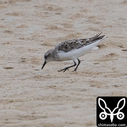 もう冬羽。早くないか?
