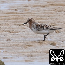 トウネン成鳥夏羽。