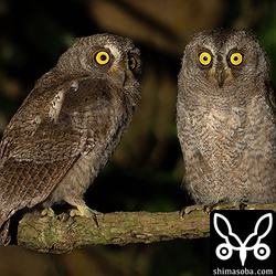 リュウキュウコノハズクの巣立ちビナ2羽。 `昨年は3羽が巣立った <https://shimasoba.com/blog/1434/>`_ ペアですが、ことしは2羽だけのようでした。