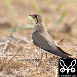 獲物を運んできた親鳥。この後、わが子を発見して走り寄って行きました。