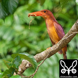 ヒナにムカデを持ってきたメス親。給餌はヒナが飛び回れるので撮影不可能!!