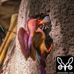 暗い環境なのでISO6400〜12800で撮影!!