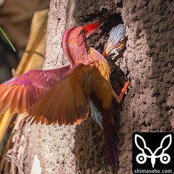 ヤモリを運んできたメス親。