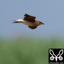 たまに近くも飛んでくれた。