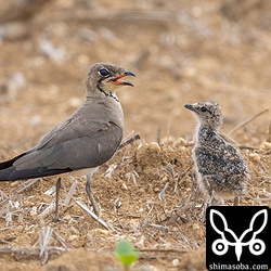 ツバメチドリの親子。スマートな成鳥に比べるとヒナはかなり丸っこいですね。