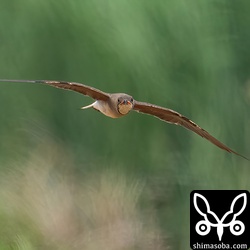 ツバメチドリ成鳥。