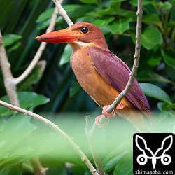 こちらはオス親。