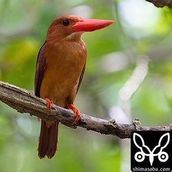 巣の前で見張るオス親。